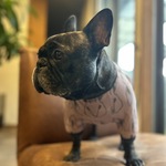 ピンクうさぎ　長袖カットソー　フレブル用