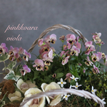 pinkコアラの可愛い寄せ植え𓂃❁⃘𓈒𓏸退職祝い 誕生日プレゼント  引越し祝い  自分へのご褒美に♡
