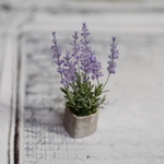 ラベンダーの鉢植え