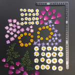 押し花  特別オーダー品 NO.283