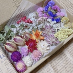 ドライフラワー 花材 13種セット