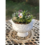 ･*.Viola Marble･*.ビオラ・マーブル芽出し球根入り寄せ植え