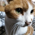 renareoy様専用ページ