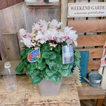 希少♡大人気【万重咲きシクラメン 】ピンクバイカラーローゼス！プレゼントにも♪存在感あるお花