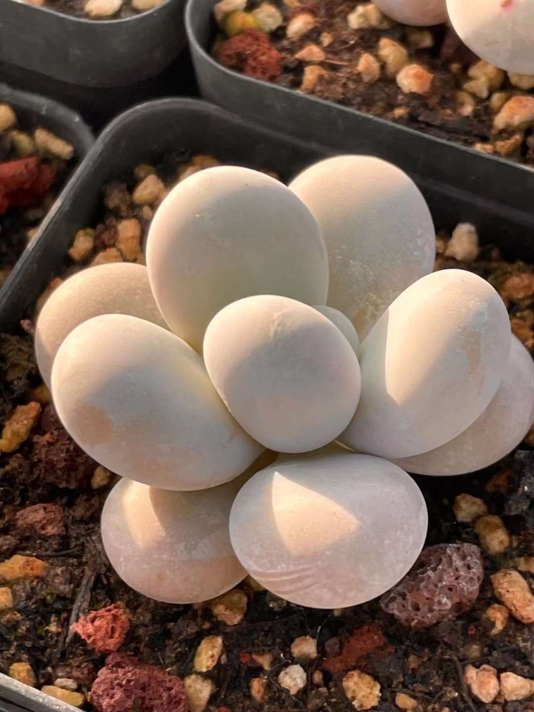 超可愛い 多肉植物 ぷくぷく 生クリームチーズ 4cm 抜き苗 1株 - 愛