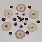 天然押し花素材セット  13