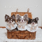 おめかし3wayケープ（誕生日、つけ襟、スタイ、犬、猫、うさぎ、ベビークラウン、クリスマス、ハロウィン、バレンタイン