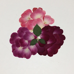 天然押し花素材セット  15