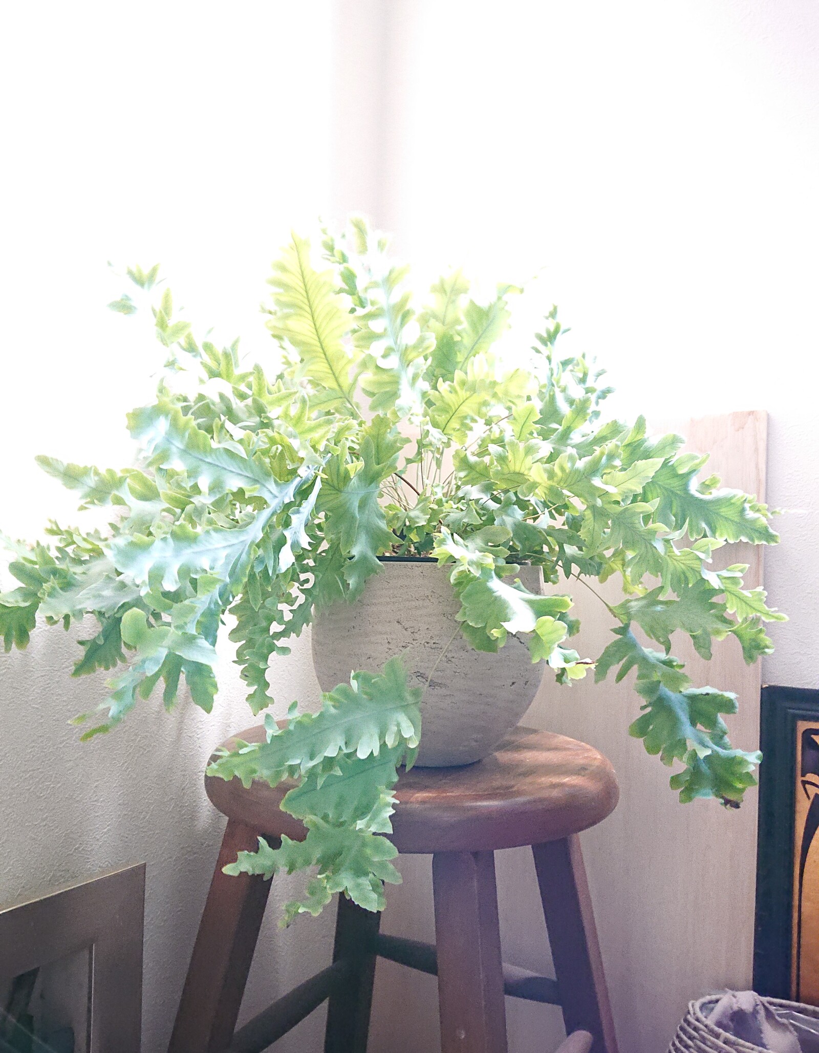 ○数量限定○新作○ 最も美しいシダ植物 希少 大きめ 吊下げ・壁掛け
