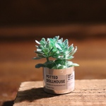 小さな植物