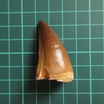 🛒SAIL🛒　モササウルスの歯化石