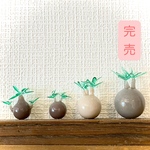 【まんまる塊根植物】グラキリスorウィンゾリー