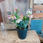 お得！現品のみ♡【クリスマスローズ 氷の薔薇５寸サイズ】素敵な色♡ローズ♡毎年楽しめます♪