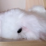 まるで雲のよう！モコモコふわふわの超長毛種うさぎ！