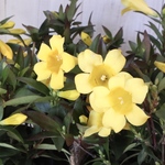 優しい香り♡カロライナジャスミン♡黄色いお花♡