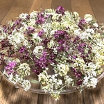 macoronが作った花霞みたいに可愛いふわっふわのアリッサム50冠です‼️