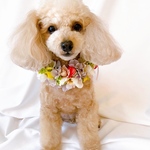 犬お花ヘアアクセサリー  チョーカー 花かんむり🌸盛り盛りお花のヘッドドレス🌼フラワーレイ 犬撮影会📷 誕生日🎂記念日🎉