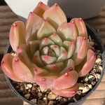 【ジャッカル　エケベリア】♡韓国苗♡多肉植物