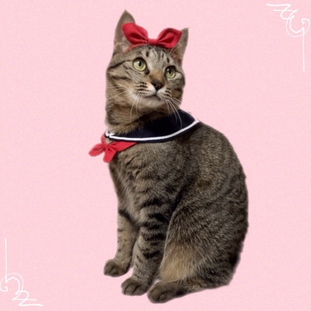 ハンドメイド【ねこ耳付きセーラーカラーワンピース】 ハンドメイド【ねこ耳付きセーラーカラーワンピース】 - ワンピース