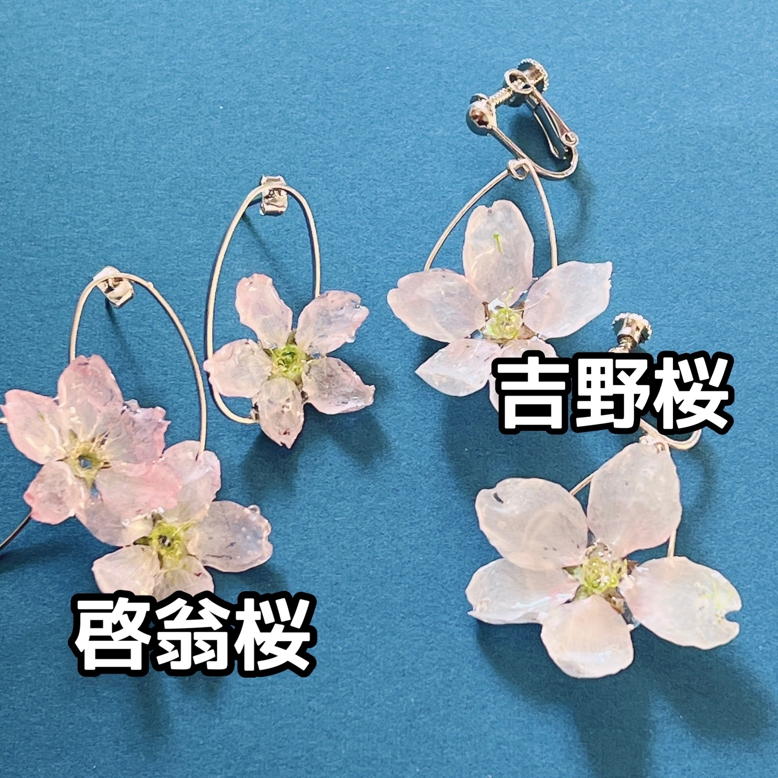 桜 吉野桜 ドライフラワー 7輪 ソメイヨシノ さくら ピンクの花 ハー