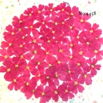 ♡new♡作家様必見♡ 人気のバーベナがいっぱい♡ 押し花セット