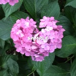 1.【2枚セット】ハートの紫陽花(ピンクとブルー)