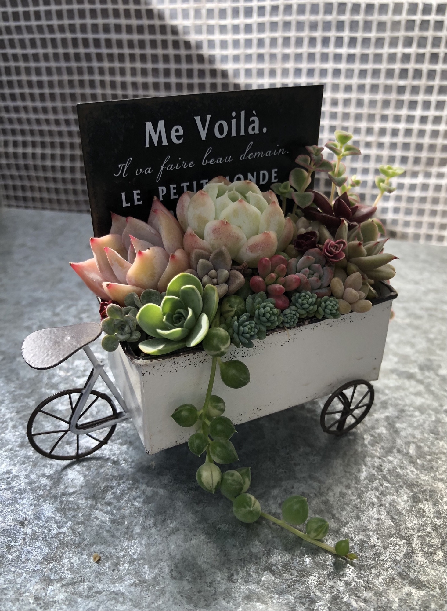 多肉植物寄せ植え 自転車寄せ - babajlos | minne byGMOペパボ 国内