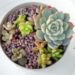 おすすめ寄せ植え♡⃛多肉植物＊鉢ごと