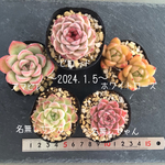 SALE¥1.750-→¥1.250-   5品種セット     no.2