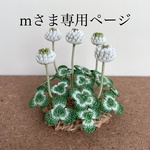 mさま専用ページ 飾って楽しむシロツメクサ 送料無料♪