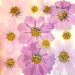 ♡new♡作家様必見♡ 可愛いコスモスお花がいっぱい♡ 押し花セット