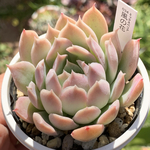 人気レア品種！★風の花 多肉植物 自家栽培 国産