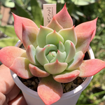 人気レア品種！★うぐいす 多肉植物 自家栽培 国産