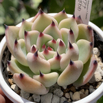 人気レア品種！★リンゼアナ×ざわわ 多肉植物 自家栽培 国産