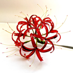 【再販】真紅の曼珠沙華の髪飾り＊おまけ付き