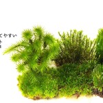 密閉空間で育てやすい苔セット（６種）