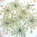  ♡人気作品♡ 作家様必見！レースフラワーの押し花セット♡