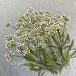 🎵レースフラワー 茎付き55輪  ＊ 押し花