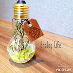 森の電球 ウォーターアレンジメント