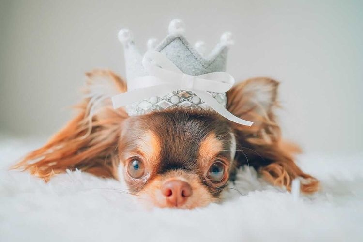 特集掲載】jewelry crown ⭐︎特別な日の王冠/ティアラ ベビー