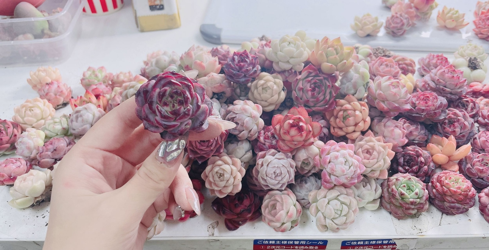 アガベ スーパーチタノタ シーザー 狂刺優良血統超極上棘 美株 カット