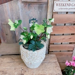 現品♡【クリスマスローズ】毎年楽しめるお花♪アンティークホワイト系陶器鉢♡氷の薔薇ホワイト