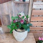 現品♡【クリスマスローズ】毎年楽しめるお花♪アンティークホワイト系陶器鉢♡氷の薔薇ブルネロ