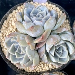 タイニーバーガー　群生　エケベリア カット苗　韓国苗　多肉植物