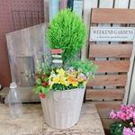 在庫一掃SALE！大特価！【チェッカーベリービオラ入り大きめ寄せ植え】華やかガーデニング♡大きめ器！アイアンピックつき