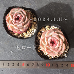 多肉植物　❤︎ビロード❤︎