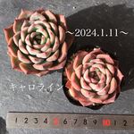 多肉植物　︎︎キャロライン