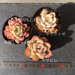多肉植物　セット