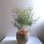 ●数量限定●新作●　ほのかなアロマの香り　”ワックスフラワー　鉢カバーセット"　観葉植物　プレゼント　人気　おしゃれ
