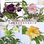 🌺鉢花 クリスマスローズ ダブル 八重咲き 開花株 5号ポット 冬の花 育てやすい 庭 鉢植え 花壇 華やか